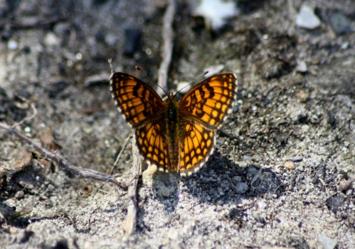 Melitaea athalia?